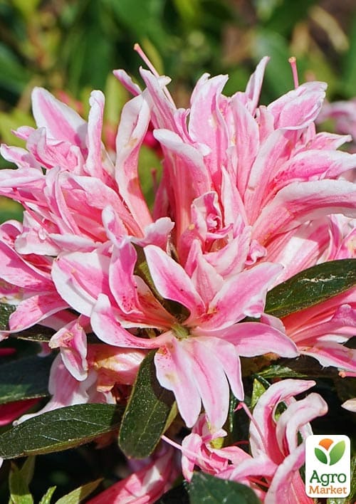 Азалия Японская Герой паук (Azalea japonica Hero Spider)
Азалия Японская Герой паук (Azalea japonica Hero Spider)