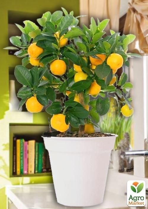 Апельсин Вашингтон Навела
Апельсин Вашингтон Навела