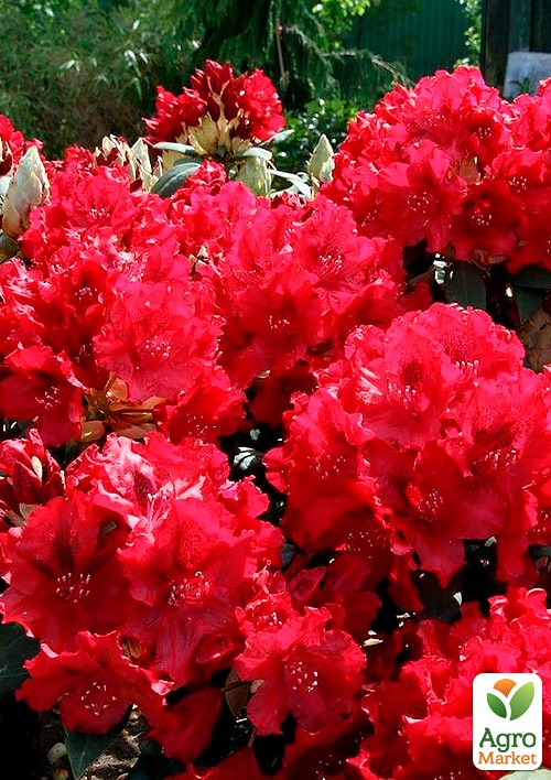 Рододендрон гибридный Wladyslaw Jagiello
Рододендрон гибридный Wladyslaw Jagiello