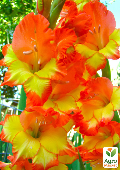 Гладиолус Нанус Las Vegas
Гладиолус Нанус Las Vegas