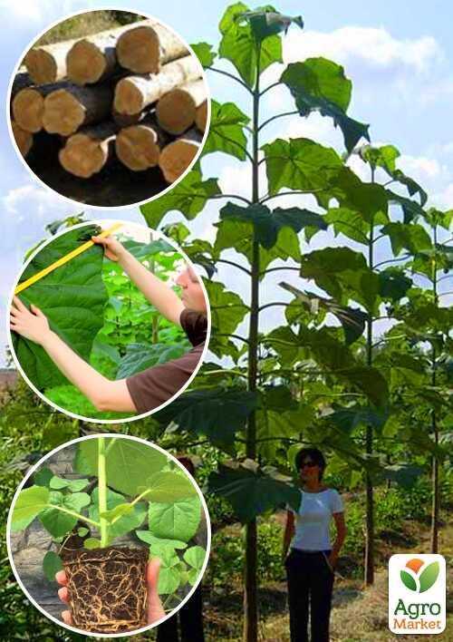 Павловния для древесины Paulownia Shan Tong (Морозостойкий Superhybrid -33С) вазон Р9
Павловния для древесины Paulownia Shan Tong (Морозостойкий Superhybrid -33С) вазон Р9