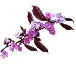 Гиацинтовые бобы (Долихос) Гиацинтовые бобы (Долихос)