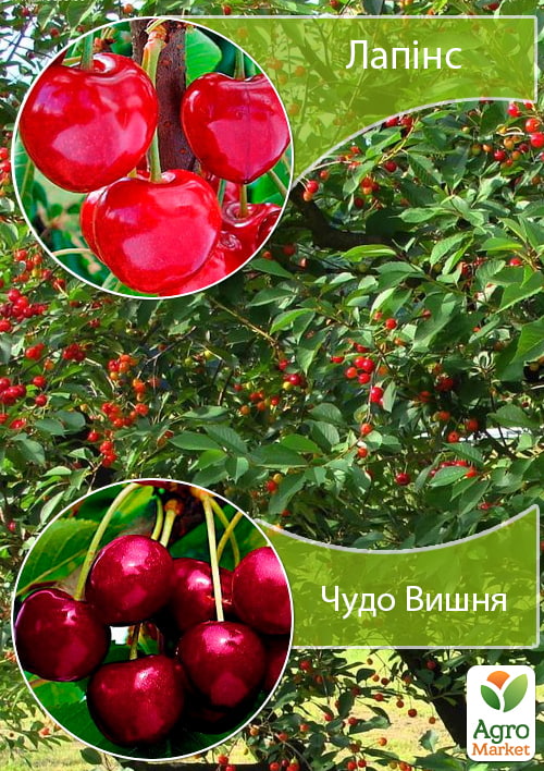 Дерево-сад Черешня Лапинс+Вишня Чудо Вишня
Дерево-сад Черешня Лапинс+Вишня Чудо Вишня