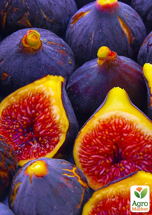 Ексклюзив! Інжир темно-фіолетовий Ранок Вероніки (Morning Veronica) (преміальний, самозапильний, ремонтантний сорт)
Ексклюзив! Інжир темно-фіолетовий Ранок Вероніки (Morning Veronica) (преміальний, самозапильний, ремонтантний сорт)