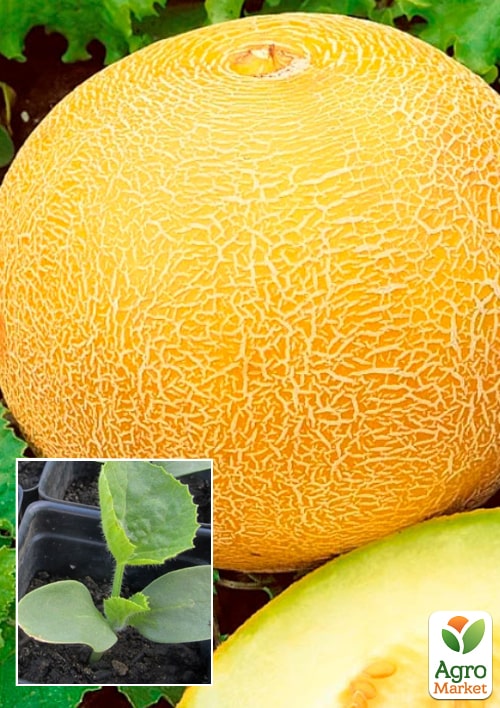Рассада Дыня «Насолода» (фермерское взращивание), 1шт в упаковке
Рассада Дыня «Насолода» (фермерское взращивание), 1шт в упаковке