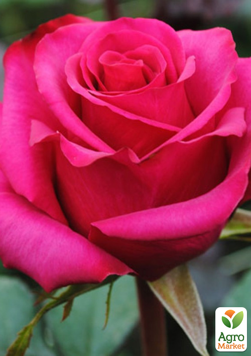 Троянда чайно-гібридна Равель (саджанець класу АА+) вищий сорт
Троянда чайно-гібридна Равель (саджанець класу АА+) вищий сорт