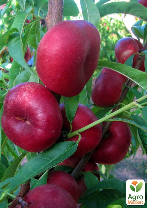 Новинка! Нектарин инжирный пирамидальный. Донат (Donat) 1 саженец в упаковке
Новинка! Нектарин инжирный пирамидальный. Донат (Donat) 1 саженец в упаковке