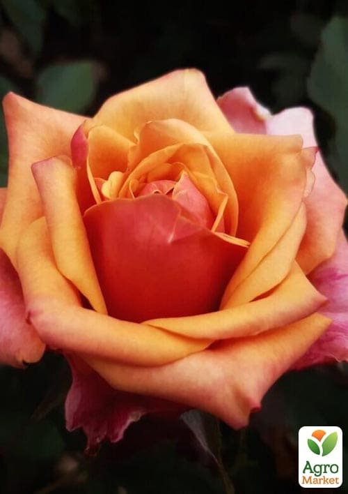 Троянда чайно-гібридна Черрі Бренді (Cherry Brandy®) (саджанець класу АА +) вищий сорт
Троянда чайно-гібридна Черрі Бренді (Cherry Brandy®) (саджанець класу АА +) вищий сорт