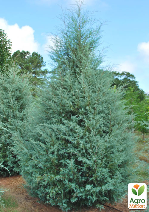 Кипарис Аризонский (Cupressus Arizonica) контейнер Р9
Кипарис Аризонский (Cupressus Arizonica) контейнер Р9