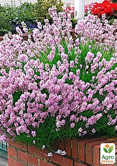 Лаванда вузьколиста Rosea
Лаванда вузьколиста Rosea