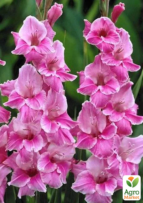 Гладіолус Pink Event
Гладіолус Pink Event