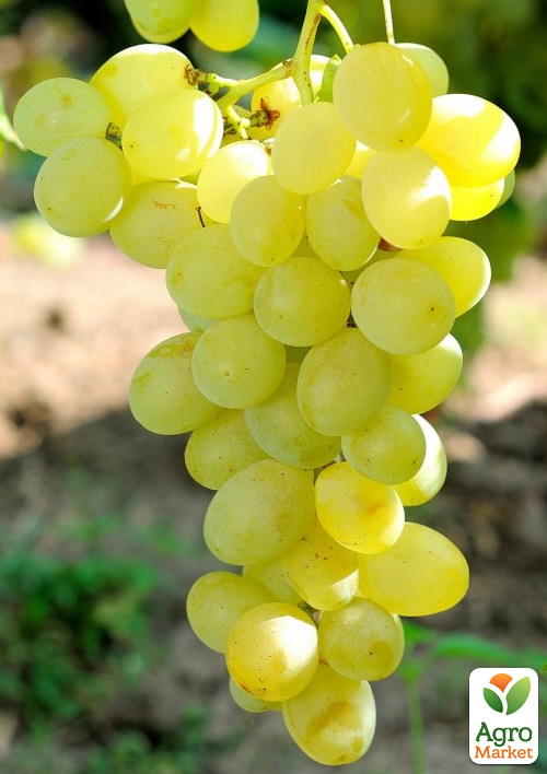 Виноград Спонсор (ранний, обоеполый, сладкий мускат)
Виноград Спонсор (ранний, обоеполый, сладкий мускат)