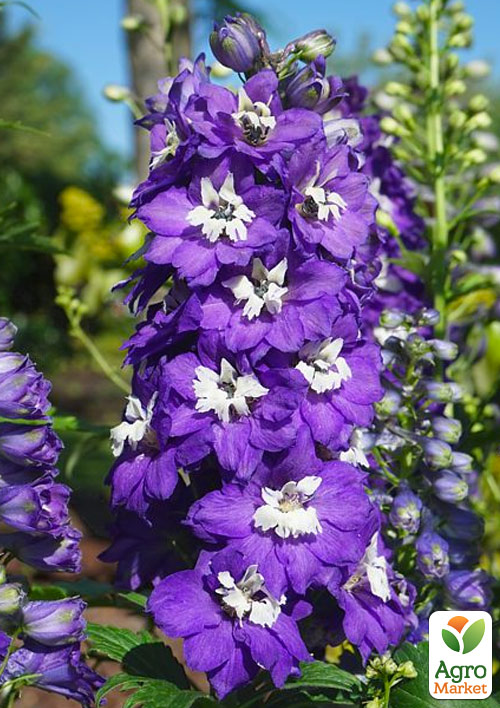 Дельфініум махровий Dark Blue White Bee
Дельфініум махровий Dark Blue White Bee