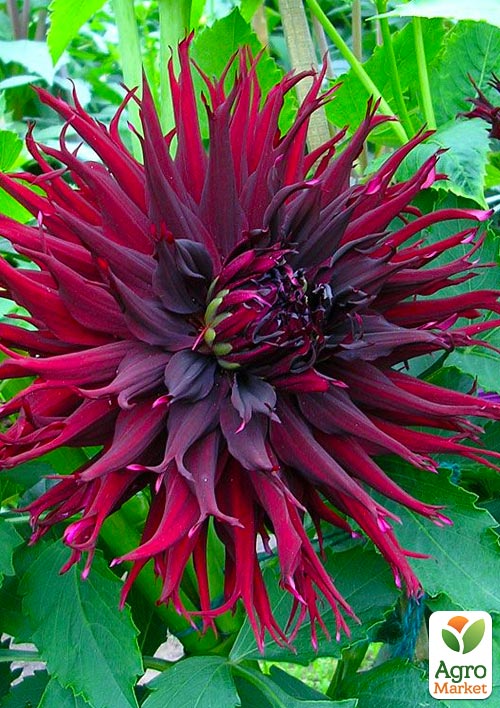 Георгина Black Narcissus
Георгина Black Narcissus