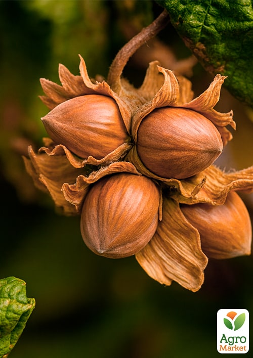 Фундук Немса (средний срок созревания, перекрёстное опыление, садить по 2 шт)
Фундук Немса (средний срок созревания, перекрёстное опыление, садить по 2 шт)