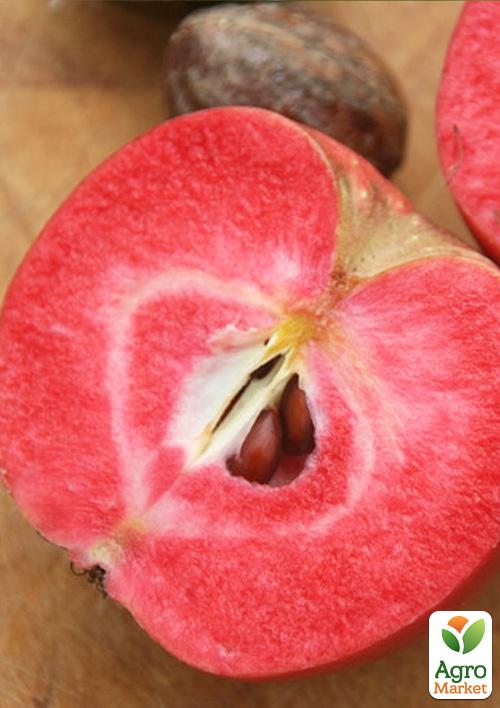 Яблуня червоном'яса Трініті (Trinity) (літній сорт, середній термін дозрівання)
Яблуня червоном'яса Трініті (Trinity) (літній сорт, середній термін дозрівання)