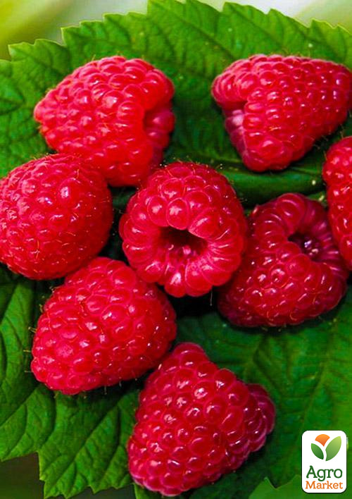 Малина Зюгана (один из ведущих ремонтантных сортов) 1-летний саженец
Малина Зюгана (один из ведущих ремонтантных сортов) 1-летний саженец