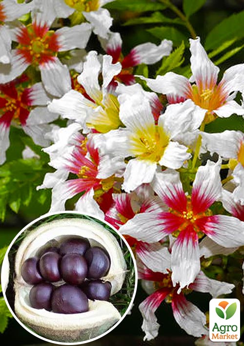 Ксантоцерас (Чекалкин орех) средний срок созревания
Ксантоцерас (Чекалкин орех) средний срок созревания