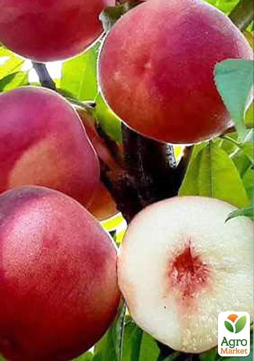 Персик Манон (літній сорт, середній термін дозрівання)
Персик Манон (літній сорт, середній термін дозрівання)