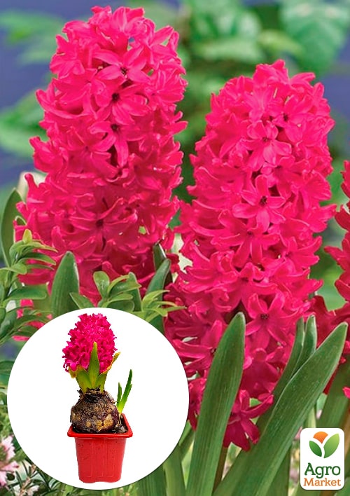 Гіацинт En Melang (Нідерланди)
Гіацинт En Melang (Нідерланди)