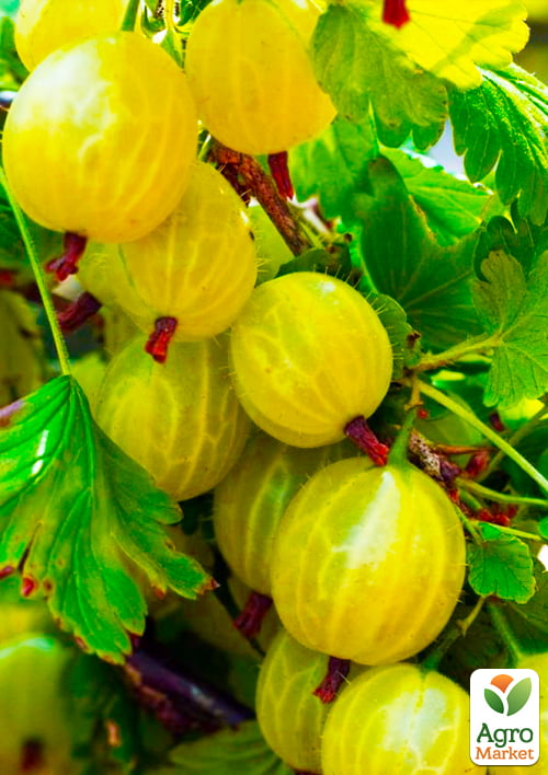 Крыжовник Инвикта (Invict) (средний срок созревания, высокоурожайный сорт)
Крыжовник Инвикта (Invict) (средний срок созревания, высокоурожайный сорт)