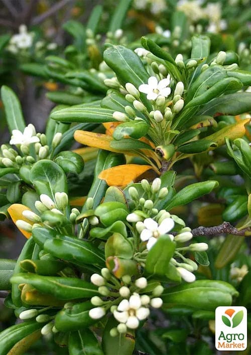 Лавр Австралийский Pittosporum Tobira (вечнозеленый, высокие декоративные качества)
Лавр Австралийский Pittosporum Tobira (вечнозеленый, высокие декоративные качества)