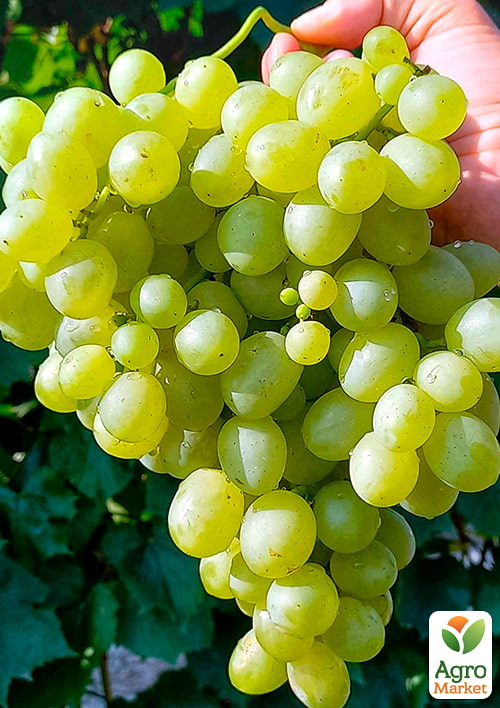 Виноград Антошка (ранній термін дозрівання, велика ягода, двостатевий)
Виноград Антошка (ранній термін дозрівання, велика ягода, двостатевий)