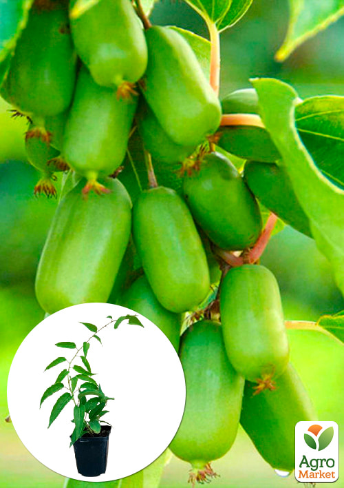 Актинідія Джамбо (міні-ківі, морозостійкий сорт, пізній термін дозрівання)
Актинідія Джамбо (міні-ківі, морозостійкий сорт, пізній термін дозрівання)