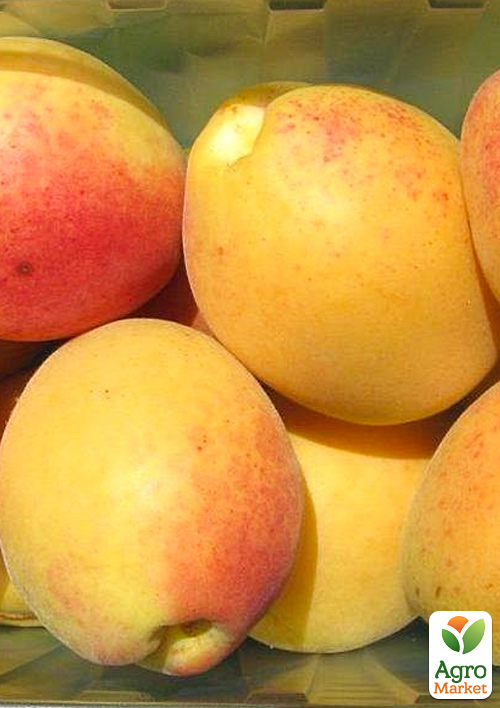 Абрикос Лимонка (літній сорт, ранній термін дозрівання)
Абрикос Лимонка (літній сорт, ранній термін дозрівання)