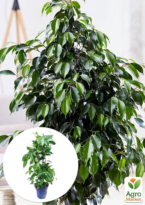 LMTD Фикус Бенджамина Danita (высота 50-70см)
LMTD Фикус Бенджамина Danita (высота 50-70см)