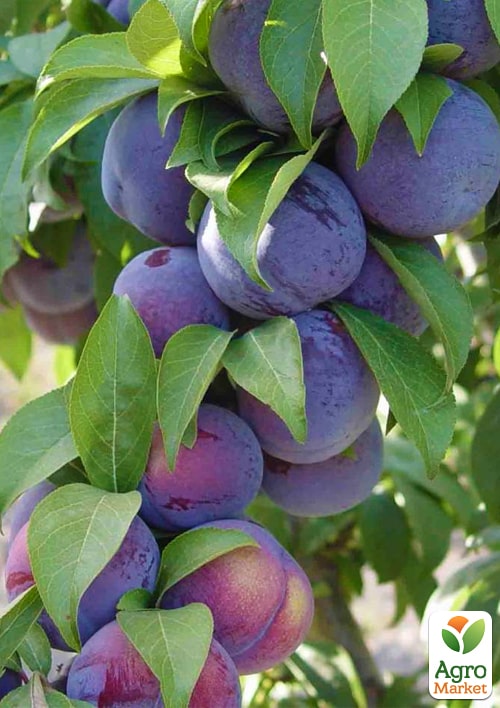 Слива диплоидная Фриар (летний сорт, средний срок созревания)
Слива диплоидная Фриар (летний сорт, средний срок созревания)