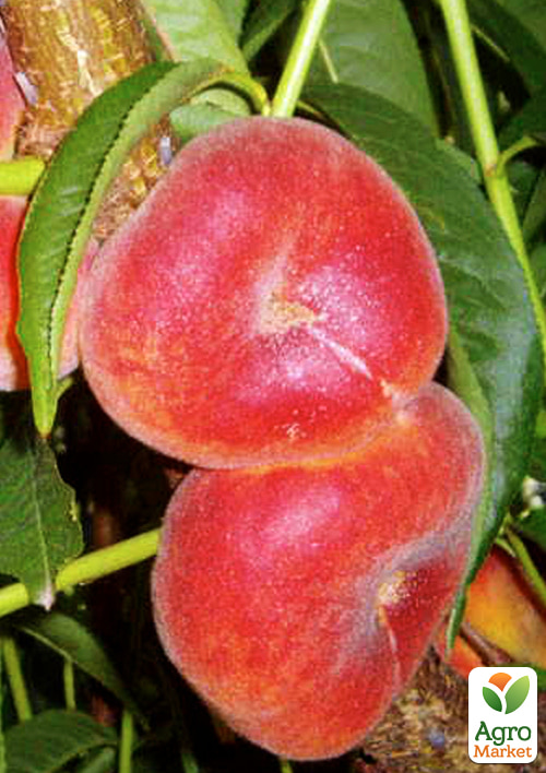 Инжирный персик УФО-5 (летний сорт, средне-ранний срок созревания)
Инжирный персик УФО-5 (летний сорт, средне-ранний срок созревания)