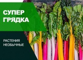 Вирощування екзотичних овочів: 10 найкращих для грядки - корисні статті про садівництво від Agro-Market