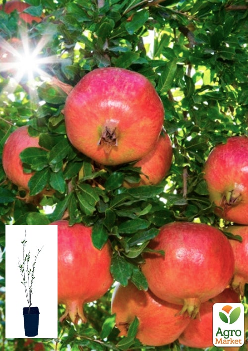 Гранат садовий 2-х річний «Ак-Дона Кримська» (висота саджанця 40-60см)
Гранат садовий 2-х річний «Ак-Дона Кримська» (висота саджанця 40-60см)