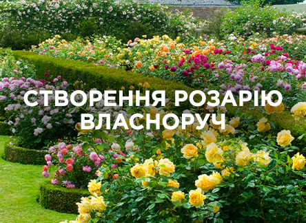 Как правильно обустроить розарий своими руками? Как правильно обустроить розарий своими руками?