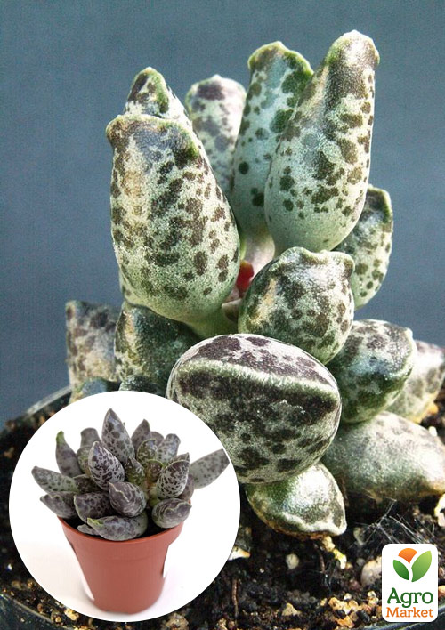 Адромискус Утонченный (adromischus festivus)
Адромискус Утонченный (adromischus festivus)
