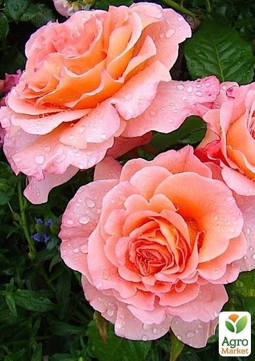 Троянда англійська Avgusta Luise
Троянда англійська Avgusta Luise