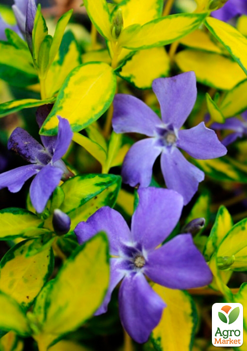 Барвинок малый Illumination вазон С3
Барвинок малый Illumination вазон С3