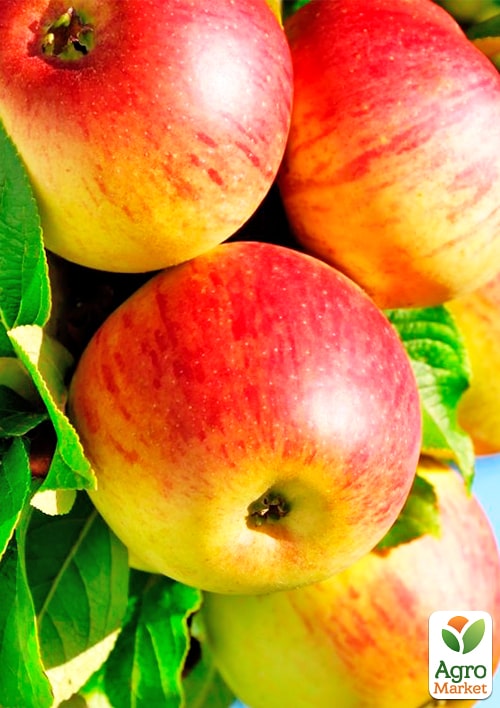 Яблоня Аполлон (летний сорт, ранний срок созревания)
Яблоня Аполлон (летний сорт, ранний срок созревания)