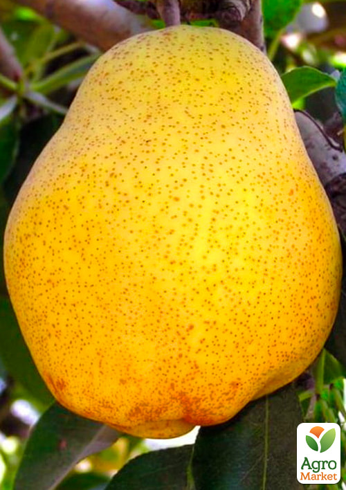 Груша Киффер (осенний сорт, средний срок созревания)
Груша Киффер (осенний сорт, средний срок созревания)