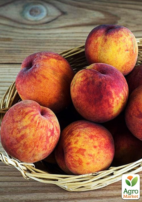 Персик Эрли Крест (летний сорт, очень ранний срок созревания)
Персик Эрли Крест (летний сорт, очень ранний срок созревания)
