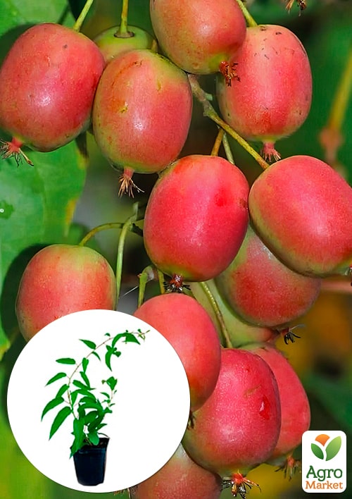 Актинидия 2-х летняя аргута Вейки (мини-киви, морозостойкий сорт) вазон С1
Актинидия 2-х летняя аргута Вейки (мини-киви, морозостойкий сорт) вазон С1