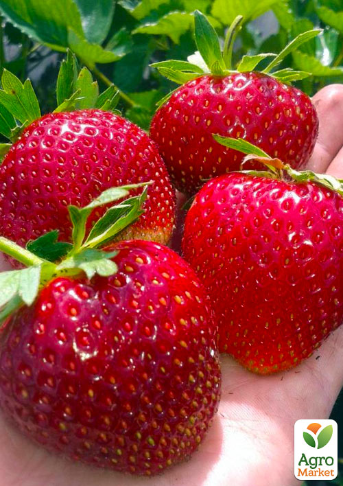 Эксклюзив! Клубника ярко-красная Планета (Planet) (премиальный ремонтантный сорт, высокоурожайная)
Эксклюзив! Клубника ярко-красная Планета (Planet) (премиальный ремонтантный сорт, высокоурожайная)