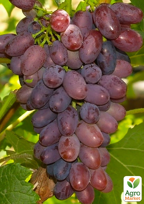 Виноград Сатурн (кишмиш, ранний срок созревания, морозостойкость до -32⁰С)
Виноград Сатурн (кишмиш, ранний срок созревания, морозостойкость до -32⁰С)