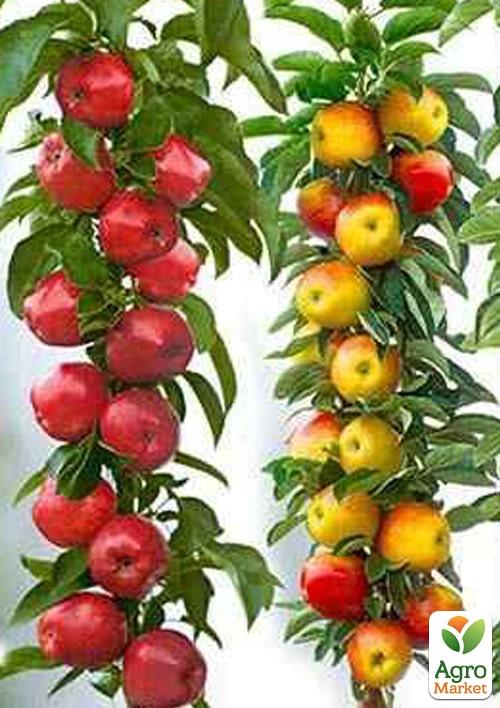 Колоновидні, комплект з 2-х сортів Яблуня Джин + Яблуня Останкіно 2шт саджанців
Колоновидні, комплект з 2-х сортів Яблуня Джин + Яблуня Останкіно 2шт саджанців