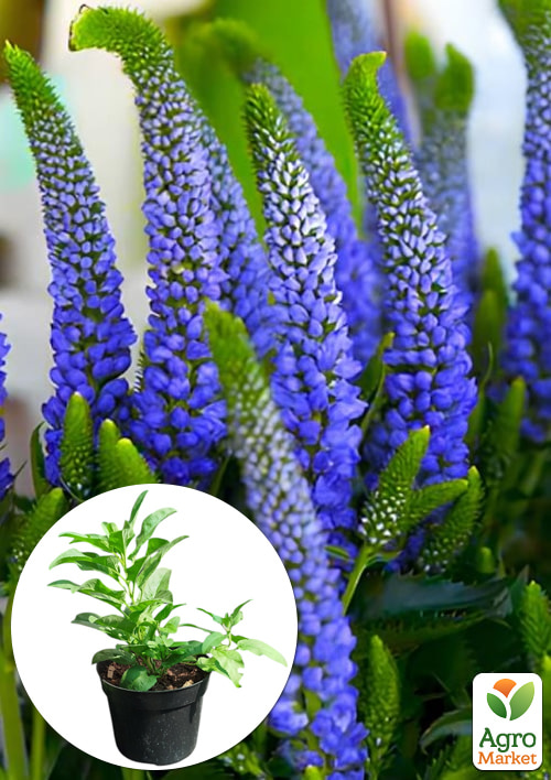 Вероніка колосиста Blue Indigo вазон С2
Вероніка колосиста Blue Indigo вазон С2