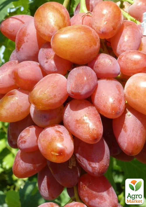 Виноград Гамлет (дуже ранній, морозостійкий)
Виноград Гамлет (дуже ранній, морозостійкий)