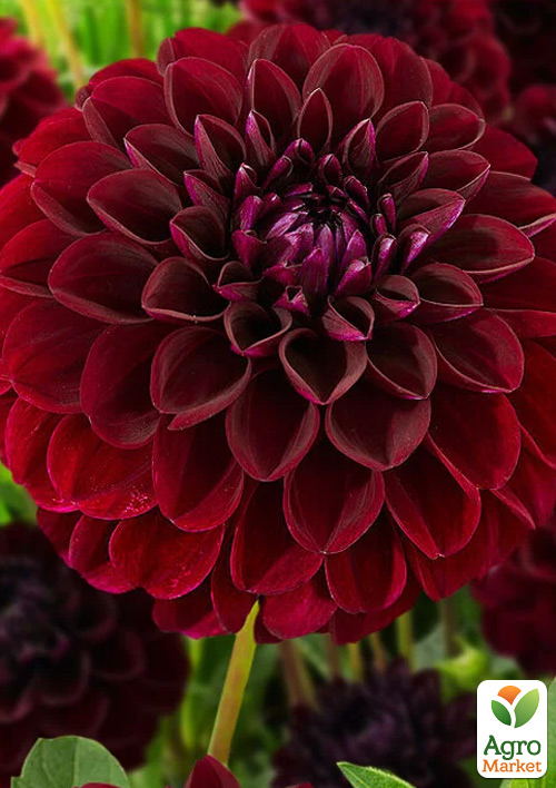 Жоржина Gipsy Night
Жоржина Gipsy Night