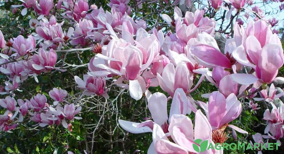 magnoliya3-min.jpg magnoliya3-min.jpg