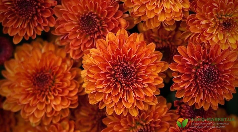 chrizantema3-min.jpg chrizantema3-min.jpg